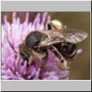 Macropis europaea - Schenkelbiene 02.jpg